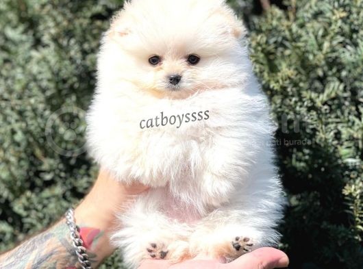 Teady Bear Pomeranian Boo Dişi Yavrumuz