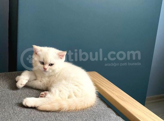 Buz Mavisi Gözlü Erkek görsel