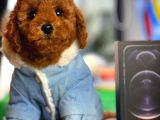 Red Brown Toy Poodle Oğlumuz Pody