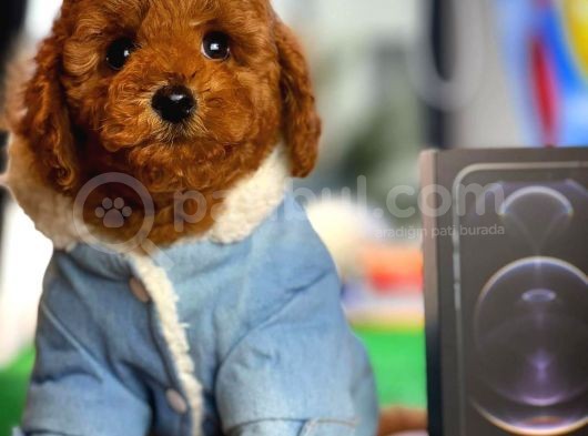 Red Brown Toy Poodle Oğlumuz Pody