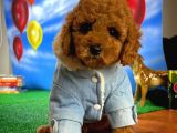 Red Brown Toy Poodle Oğlumuz Pody