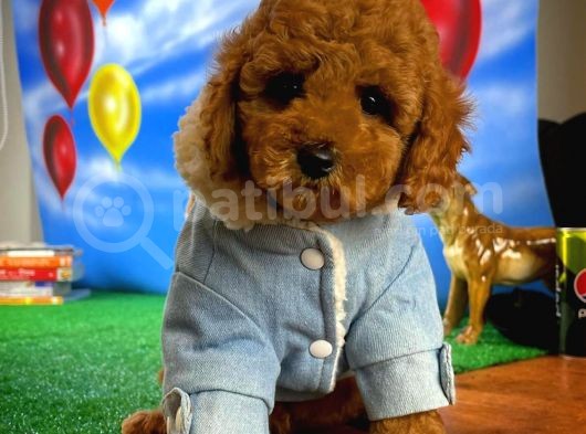 Red Brown Toy Poodle Oğlumuz Pody görsel