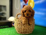Red Brown Toy Poodle Oğlumuz Pody