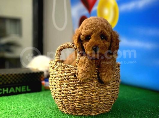 Red Brown Toy Poodle Oğlumuz Pody görsel
