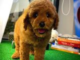 Red Brown Toy Poodle Oğlumuz Pody