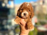 Red Malti̇poo Yavrular