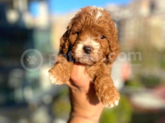 Red Malti̇poo Yavrular görsel