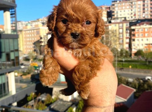 Red Malti̇poo Yavrular görsel