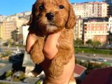 Red Malti̇poo Yavrular