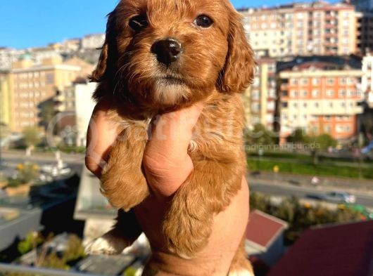 Red Malti̇poo Yavrular görsel