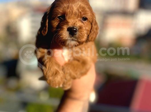 Red Malti̇poo Yavrular görsel