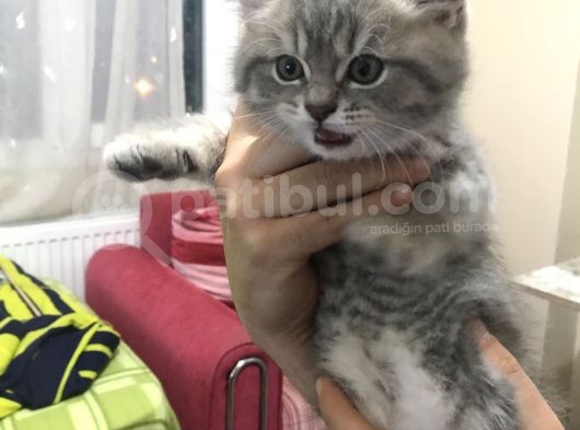 50 Günlük British Shorthair Silver