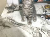 50 Günlük British Shorthair Silver
