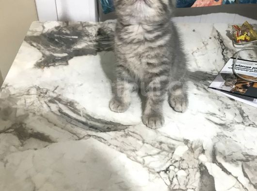 50 Günlük British Shorthair Silver görsel