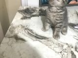 50 Günlük British Shorthair Silver