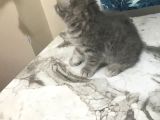 50 Günlük British Shorthair Silver