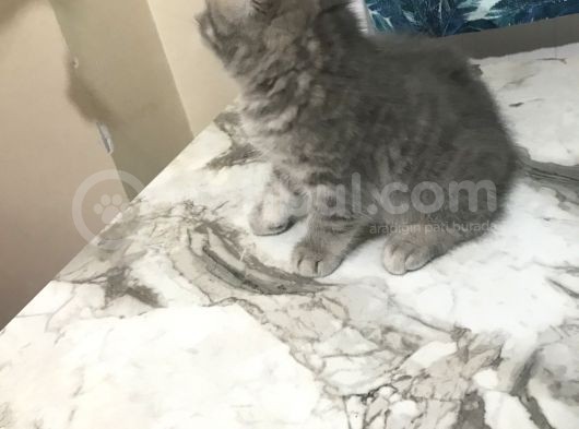 50 Günlük British Shorthair Silver görsel