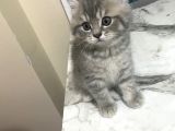 50 Günlük British Shorthair Silver