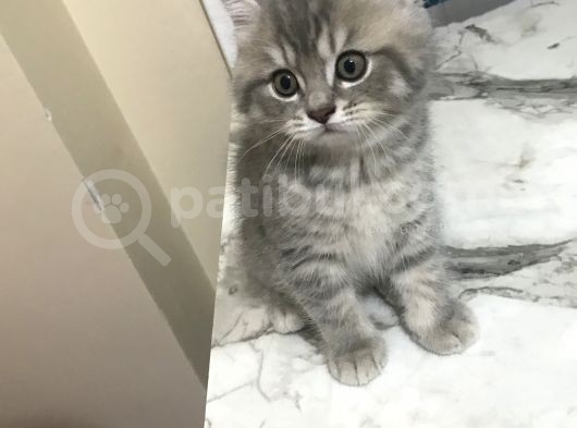 50 Günlük British Shorthair Silver görsel