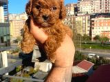 Red Malti̇po