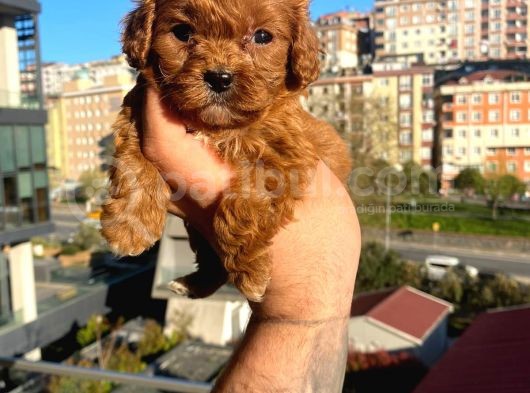 Red Malti̇po görsel