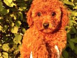 Red Brown(Kizil) Toy Poodle Yavrular