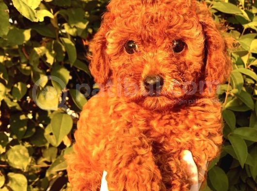 Red Brown(Kizil) Toy Poodle Yavrular görsel