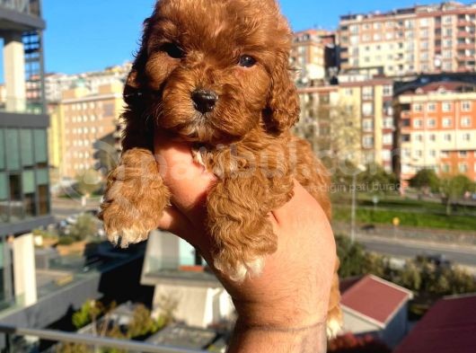 Red Malti̇po görsel