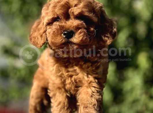 Red Brown(Kizil) Toy Poodle Yavrular görsel