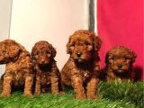 Safkan Toy Poodle Yavrularimiz