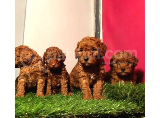 Safkan Toy Poodle Yavrularimiz