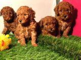 Safkan Toy Poodle Yavrularimiz