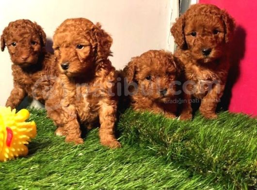 Safkan Toy Poodle Yavrularimiz görsel