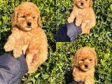 Safkan Toy Poodle Yavrularimiz