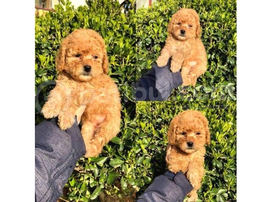 Safkan Toy Poodle Yavrularimiz görsel