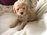 Safkan Toy Poodle Yavrularimiz