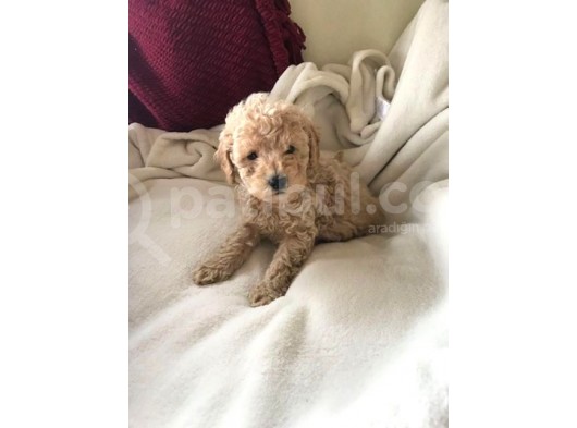 Safkan Toy Poodle Yavrularimiz görsel