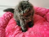 26 Şubat Doğumlu 6 Yavru