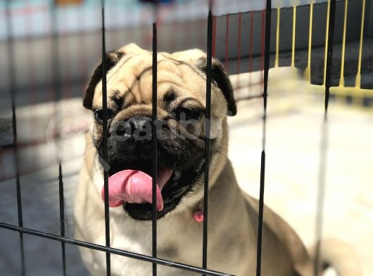 Wc Eği̇ti̇mli̇ 9Aylik Erkek Pug görsel