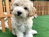 Di̇zayn Irk Malti̇poo Bebekler Pasaportlu