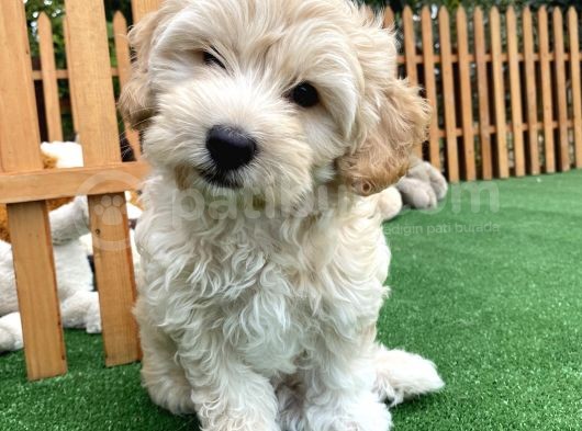 Di̇zayn Irk Malti̇poo Bebekler Pasaportlu görsel