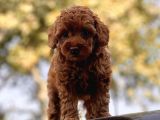 Red Brown(Kizil) Toy Poodle Yavrular
