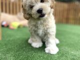 Di̇zayn Irk Malti̇poo Bebekler Pasaportlu