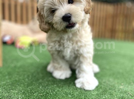 Di̇zayn Irk Malti̇poo Bebekler Pasaportlu görsel