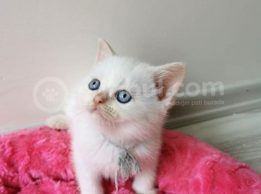 26 Şubat Doğumlu 6 Yavru görsel