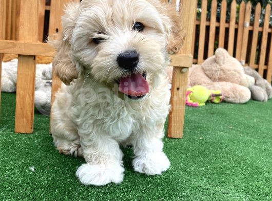 Di̇zayn Irk Malti̇poo Bebekler Pasaportlu