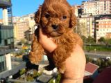 Red Malti̇po