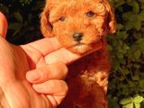 Red Brown(Kizil) Toy Poodle Yavrular