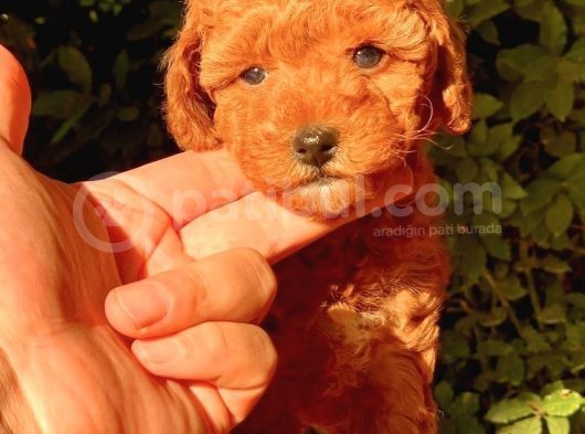 Red Brown(Kizil) Toy Poodle Yavrular