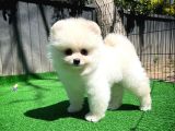 Ödül Adayı Safkan Boo Pomeranian Oğlumuz Bonjo